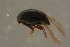  (Scaphisoma obenbergeri - GBOLBB243)  @11 [ ] CreativeCommons - Attribution Non-Commercial Share-Alike (2016) SNSB, Staatliche Naturwissenschaftliche Sammlungen Bayerns ZSM (SNSB, Zoologische Staatssammlung Muenchen)