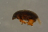  ( - GBOLBB244)  @11 [ ] CreativeCommons - Attribution Non-Commercial Share-Alike (2016) SNSB, Staatliche Naturwissenschaftliche Sammlungen Bayerns ZSM (SNSB, Zoologische Staatssammlung Muenchen)