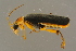  ( - GBOLBB273)  @11 [ ] CreativeCommons - Attribution Non-Commercial Share-Alike (2016) SNSB, Staatliche Naturwissenschaftliche Sammlungen Bayerns ZSM (SNSB, Zoologische Staatssammlung Muenchen)