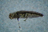  ( - GBOLBB290)  @11 [ ] CreativeCommons - Attribution Non-Commercial Share-Alike (2016) SNSB, Staatliche Naturwissenschaftliche Sammlungen Bayerns ZSM (SNSB, Zoologische Staatssammlung Muenchen)