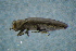  ( - GBOLBB291)  @11 [ ] CreativeCommons - Attribution Non-Commercial Share-Alike (2016) SNSB, Staatliche Naturwissenschaftliche Sammlungen Bayerns ZSM (SNSB, Zoologische Staatssammlung Muenchen)