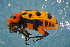  ( - GBOLBB294)  @11 [ ] CreativeCommons - Attribution Non-Commercial Share-Alike (2016) SNSB, Staatliche Naturwissenschaftliche Sammlungen Bayerns ZSM (SNSB, Zoologische Staatssammlung Muenchen)
