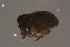  ( - GBOLBB305)  @11 [ ] CreativeCommons - Attribution Non-Commercial Share-Alike (2016) SNSB, Staatliche Naturwissenschaftliche Sammlungen Bayerns ZSM (SNSB, Zoologische Staatssammlung Muenchen)
