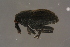 ( - GBOLBB308)  @11 [ ] CreativeCommons - Attribution Non-Commercial Share-Alike (2016) SNSB, Staatliche Naturwissenschaftliche Sammlungen Bayerns ZSM (SNSB, Zoologische Staatssammlung Muenchen)