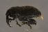  (Marmaropus - GBOLBB310)  @14 [ ] CreativeCommons - Attribution Non-Commercial Share-Alike (2016) SNSB, Staatliche Naturwissenschaftliche Sammlungen Bayerns ZSM (SNSB, Zoologische Staatssammlung Muenchen)