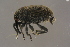  ( - GBOLBB312)  @11 [ ] CreativeCommons - Attribution Non-Commercial Share-Alike (2016) SNSB, Staatliche Naturwissenschaftliche Sammlungen Bayerns ZSM (SNSB, Zoologische Staatssammlung Muenchen)