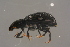  ( - GBOLBB317)  @13 [ ] CreativeCommons - Attribution Non-Commercial Share-Alike (2016) SNSB, Staatliche Naturwissenschaftliche Sammlungen Bayerns ZSM (SNSB, Zoologische Staatssammlung Muenchen)