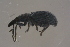  (Perapion oblongum - GBOLBB325)  @13 [ ] CreativeCommons - Attribution Non-Commercial Share-Alike (2016) SNSB, Staatliche Naturwissenschaftliche Sammlungen Bayerns ZSM (SNSB, Zoologische Staatssammlung Muenchen)