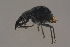  ( - GBOLBB330)  @11 [ ] CreativeCommons - Attribution Non-Commercial Share-Alike (2016) SNSB, Staatliche Naturwissenschaftliche Sammlungen Bayerns ZSM (SNSB, Zoologische Staatssammlung Muenchen)