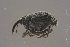  ( - GBOLBB351)  @11 [ ] CreativeCommons - Attribution Non-Commercial Share-Alike (2016) SNSB, Staatliche Naturwissenschaftliche Sammlungen Bayerns ZSM (SNSB, Zoologische Staatssammlung Muenchen)