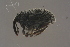  ( - GBOLBB352)  @11 [ ] CreativeCommons - Attribution Non-Commercial Share-Alike (2016) SNSB, Staatliche Naturwissenschaftliche Sammlungen Bayerns ZSM (SNSB, Zoologische Staatssammlung Muenchen)
