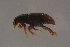  (Plagiogonus - GBOLBB368)  @11 [ ] CreativeCommons - Attribution Non-Commercial Share-Alike (2016) SNSB, Staatliche Naturwissenschaftliche Sammlungen Bayerns ZSM (SNSB, Zoologische Staatssammlung Muenchen)