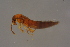  ( - GBOLBB372)  @11 [ ] CreativeCommons - Attribution Non-Commercial Share-Alike (2016) SNSB, Staatliche Naturwissenschaftliche Sammlungen Bayerns ZSM (SNSB, Zoologische Staatssammlung Muenchen)