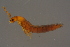  ( - GBOLBB374)  @11 [ ] CreativeCommons - Attribution Non-Commercial Share-Alike (2016) SNSB, Staatliche Naturwissenschaftliche Sammlungen Bayerns ZSM (SNSB, Zoologische Staatssammlung Muenchen)