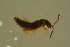  ( - GBOLBB396)  @11 [ ] CreativeCommons - Attribution Non-Commercial Share-Alike (2016) SNSB, Staatliche Naturwissenschaftliche Sammlungen Bayerns ZSM (SNSB, Zoologische Staatssammlung Muenchen)