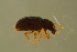  ( - GBOLBB403)  @11 [ ] CreativeCommons - Attribution Non-Commercial Share-Alike (2016) SNSB, Staatliche Naturwissenschaftliche Sammlungen Bayerns ZSM (SNSB, Zoologische Staatssammlung Muenchen)