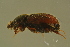  ( - GBOLBB418)  @11 [ ] CreativeCommons - Attribution Non-Commercial Share-Alike (2016) SNSB, Staatliche Naturwissenschaftliche Sammlungen Bayerns ZSM (SNSB, Zoologische Staatssammlung Muenchen)