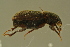  ( - GBOLBB419)  @11 [ ] CreativeCommons - Attribution Non-Commercial Share-Alike (2016) SNSB, Staatliche Naturwissenschaftliche Sammlungen Bayerns ZSM (SNSB, Zoologische Staatssammlung Muenchen)