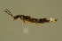  ( - GBOLBB427)  @11 [ ] CreativeCommons - Attribution Non-Commercial Share-Alike (2016) SNSB, Staatliche Naturwissenschaftliche Sammlungen Bayerns ZSM (SNSB, Zoologische Staatssammlung Muenchen)