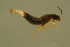  ( - GBOLBB436)  @11 [ ] CreativeCommons - Attribution Non-Commercial Share-Alike (2016) SNSB, Staatliche Naturwissenschaftliche Sammlungen Bayerns ZSM (SNSB, Zoologische Staatssammlung Muenchen)