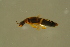  ( - GBOLBB439)  @11 [ ] CreativeCommons - Attribution Non-Commercial Share-Alike (2016) SNSB, Staatliche Naturwissenschaftliche Sammlungen Bayerns ZSM (SNSB, Zoologische Staatssammlung Muenchen)