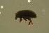  ( - GBOLBB440)  @11 [ ] CreativeCommons - Attribution Non-Commercial Share-Alike (2016) SNSB, Staatliche Naturwissenschaftliche Sammlungen Bayerns ZSM (SNSB, Zoologische Staatssammlung Muenchen)