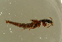  ( - GBOLBB445)  @11 [ ] CreativeCommons - Attribution Non-Commercial Share-Alike (2016) SNSB, Staatliche Naturwissenschaftliche Sammlungen Bayerns ZSM (SNSB, Zoologische Staatssammlung Muenchen)