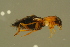  ( - GBOLBB446)  @11 [ ] CreativeCommons - Attribution Non-Commercial Share-Alike (2016) SNSB, Staatliche Naturwissenschaftliche Sammlungen Bayerns ZSM (SNSB, Zoologische Staatssammlung Muenchen)