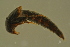  ( - GBOLBB448)  @11 [ ] CreativeCommons - Attribution Non-Commercial Share-Alike (2016) SNSB, Staatliche Naturwissenschaftliche Sammlungen Bayerns ZSM (SNSB, Zoologische Staatssammlung Muenchen)