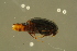  ( - GBOLBB454)  @11 [ ] CreativeCommons - Attribution Non-Commercial Share-Alike (2016) SNSB, Staatliche Naturwissenschaftliche Sammlungen Bayerns ZSM (SNSB, Zoologische Staatssammlung Muenchen)