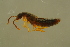  ( - GBOLBB457)  @11 [ ] CreativeCommons - Attribution Non-Commercial Share-Alike (2016) SNSB, Staatliche Naturwissenschaftliche Sammlungen Bayerns ZSM (SNSB, Zoologische Staatssammlung Muenchen)