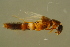  ( - GBOLBB458)  @11 [ ] CreativeCommons - Attribution Non-Commercial Share-Alike (2016) SNSB, Staatliche Naturwissenschaftliche Sammlungen Bayerns ZSM (SNSB, Zoologische Staatssammlung Muenchen)