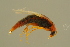 ( - GBOLBB481)  @11 [ ] CreativeCommons - Attribution Non-Commercial Share-Alike (2016) SNSB, Staatliche Naturwissenschaftliche Sammlungen Bayerns ZSM (SNSB, Zoologische Staatssammlung Muenchen)