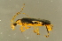  ( - GBOLBB496)  @11 [ ] CreativeCommons - Attribution Non-Commercial Share-Alike (2016) SNSB, Staatliche Naturwissenschaftliche Sammlungen Bayerns ZSM (SNSB, Zoologische Staatssammlung Muenchen)