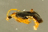  ( - GBOLBB497)  @11 [ ] CreativeCommons - Attribution Non-Commercial Share-Alike (2016) SNSB, Staatliche Naturwissenschaftliche Sammlungen Bayerns ZSM (SNSB, Zoologische Staatssammlung Muenchen)