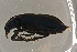  ( - GBOLBB5)  @11 [ ] CreativeCommons - Attribution Non-Commercial Share-Alike (2016) SNSB, Staatliche Naturwissenschaftliche Sammlungen Bayerns ZSM (SNSB, Zoologische Staatssammlung Muenchen)