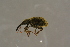  ( - GBOLBB53)  @11 [ ] CreativeCommons - Attribution Non-Commercial Share-Alike (2016) SNSB, Staatliche Naturwissenschaftliche Sammlungen Bayerns ZSM (SNSB, Zoologische Staatssammlung Muenchen)