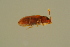  ( - GBOLBB533)  @11 [ ] CreativeCommons - Attribution Non-Commercial Share-Alike (2016) SNSB, Staatliche Naturwissenschaftliche Sammlungen Bayerns ZSM (SNSB, Zoologische Staatssammlung Muenchen)