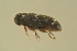  ( - GBOLBB534)  @11 [ ] CreativeCommons - Attribution Non-Commercial Share-Alike (2016) SNSB, Staatliche Naturwissenschaftliche Sammlungen Bayerns ZSM (SNSB, Zoologische Staatssammlung Muenchen)