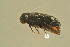  ( - GBOLBB535)  @11 [ ] CreativeCommons - Attribution Non-Commercial Share-Alike (2016) SNSB, Staatliche Naturwissenschaftliche Sammlungen Bayerns ZSM (SNSB, Zoologische Staatssammlung Muenchen)