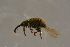  ( - GBOLBB54)  @11 [ ] CreativeCommons - Attribution Non-Commercial Share-Alike (2016) SNSB, Staatliche Naturwissenschaftliche Sammlungen Bayerns ZSM (SNSB, Zoologische Staatssammlung Muenchen)