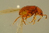  ( - GBOLBB544)  @11 [ ] CreativeCommons - Attribution Non-Commercial Share-Alike (2016) SNSB, Staatliche Naturwissenschaftliche Sammlungen Bayerns ZSM (SNSB, Zoologische Staatssammlung Muenchen)