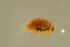  ( - GBOLBB549)  @11 [ ] CreativeCommons - Attribution Non-Commercial Share-Alike (2016) SNSB, Staatliche Naturwissenschaftliche Sammlungen Bayerns ZSM (SNSB, Zoologische Staatssammlung Muenchen)