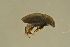  (Lamiogethes bidens - GBOLBB563)  @11 [ ] CreativeCommons - Attribution Non-Commercial Share-Alike (2016) SNSB, Staatliche Naturwissenschaftliche Sammlungen Bayerns ZSM (SNSB, Zoologische Staatssammlung Muenchen)