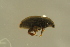  ( - GBOLBB564)  @11 [ ] CreativeCommons - Attribution Non-Commercial Share-Alike (2016) SNSB, Staatliche Naturwissenschaftliche Sammlungen Bayerns ZSM (SNSB, Zoologische Staatssammlung Muenchen)