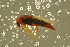  ( - GBOLBB573)  @11 [ ] CreativeCommons - Attribution Non-Commercial Share-Alike (2016) SNSB, Staatliche Naturwissenschaftliche Sammlungen Bayerns ZSM (SNSB, Zoologische Staatssammlung Muenchen)
