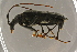  ( - GBOLBB59)  @11 [ ] CreativeCommons - Attribution Non-Commercial Share-Alike (2016) SNSB, Staatliche Naturwissenschaftliche Sammlungen Bayerns ZSM (SNSB, Zoologische Staatssammlung Muenchen)