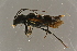  ( - GBOLBB62)  @11 [ ] CreativeCommons - Attribution Non-Commercial Share-Alike (2016) SNSB, Staatliche Naturwissenschaftliche Sammlungen Bayerns ZSM (SNSB, Zoologische Staatssammlung Muenchen)