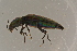  ( - GBOLBB63)  @11 [ ] CreativeCommons - Attribution Non-Commercial Share-Alike (2016) SNSB, Staatliche Naturwissenschaftliche Sammlungen Bayerns ZSM (SNSB, Zoologische Staatssammlung Muenchen)