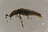  ( - GBOLBB64)  @11 [ ] CreativeCommons - Attribution Non-Commercial Share-Alike (2016) SNSB, Staatliche Naturwissenschaftliche Sammlungen Bayerns ZSM (SNSB, Zoologische Staatssammlung Muenchen)